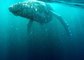 Underwater Footage Shows Majestic Whales at Australia's Gold Coast
