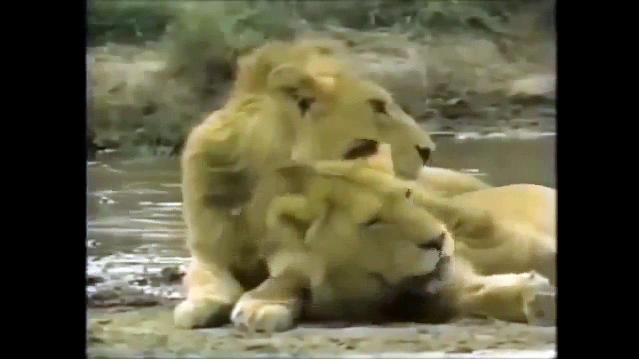 Crater Lions of Ngorongoro African Animals Wildlife Documentary | Full Documentry