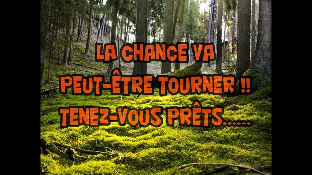 Tir d'un cerf à 25 mètres et tir de sanglier / chasse au sanglier et cerf