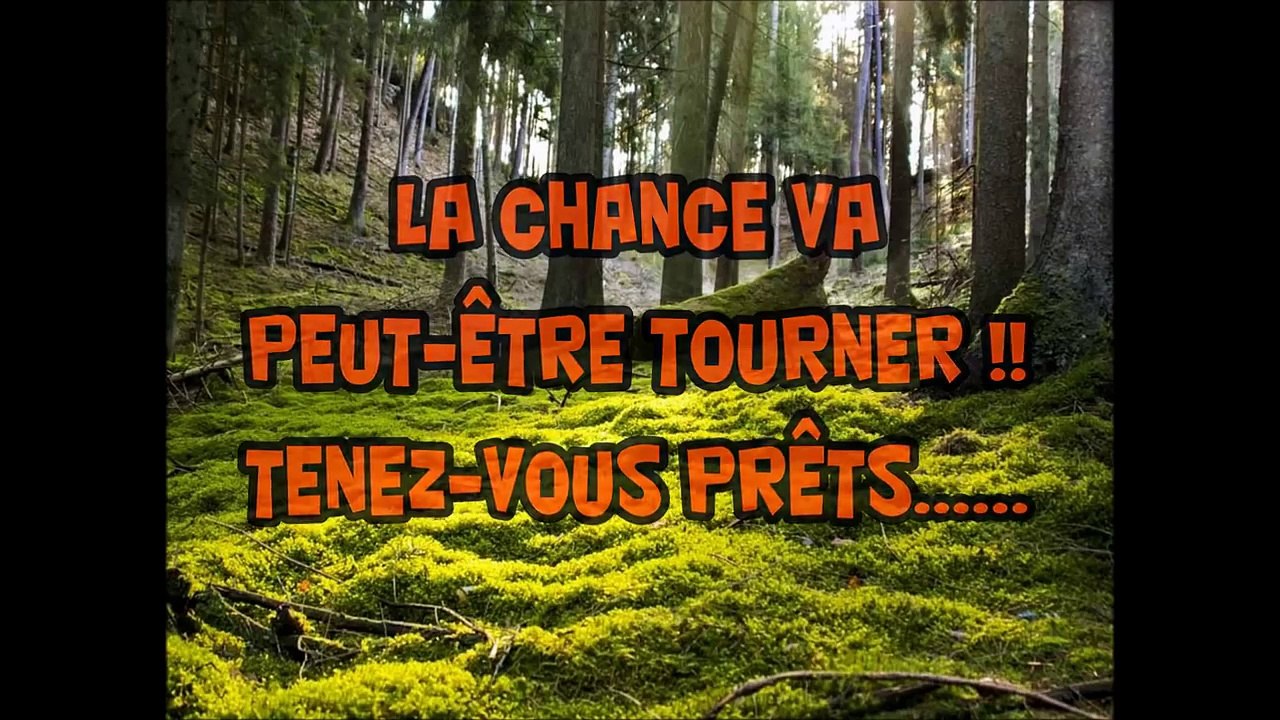 Tir d'un cerf à 25 mètres et tir de sanglier / chasse au sanglier et cerf