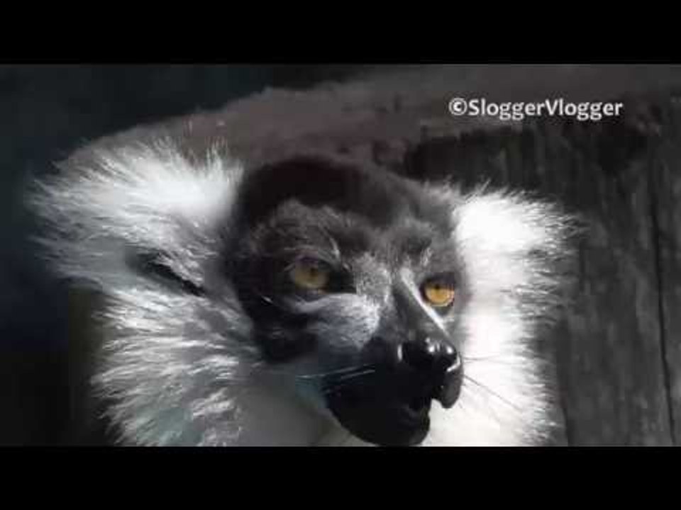 Ruffed Lemur Enjoys the Taste of Apple