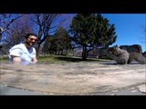 Squirrel Rudely Interrupts Picnic and Steals GoPro