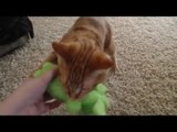 Quirky Cat Enjoys Fetching Like a Dog