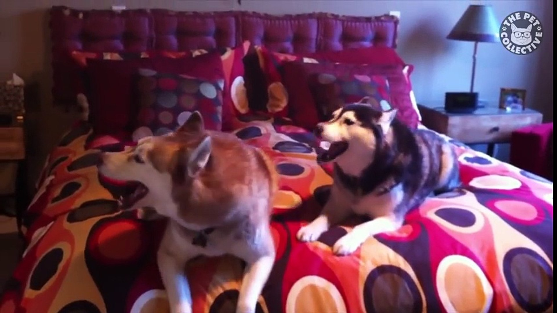 ⁣Hilarious Wacky Pets Animal Video Compilation 2016