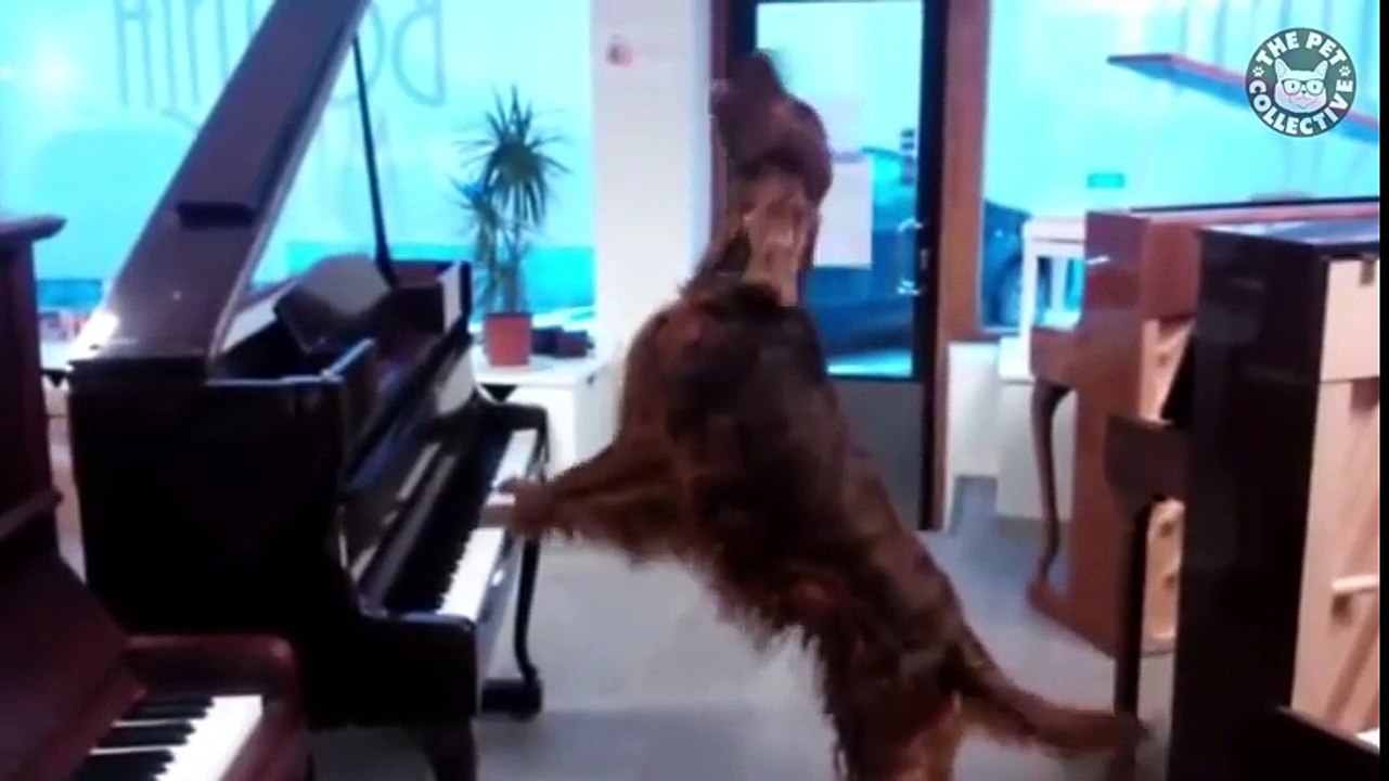 Funny Pets Video Compilation 2016