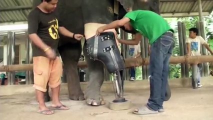 Grâce à une prothèse, un éléphant peut à nouveau marcher