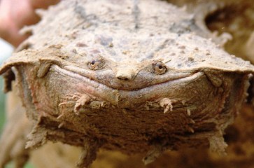 10 Strange and Hideous Creatures