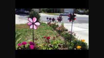 My Garden Pinwheels Spinning In The Wind (4-22-15)