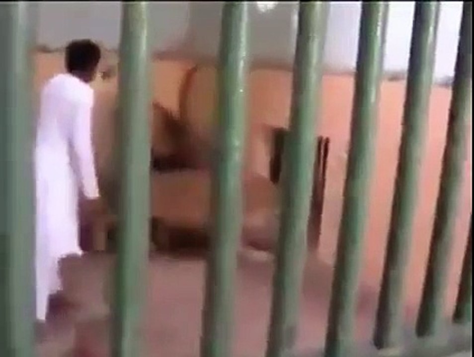 Devil Lion VS Man