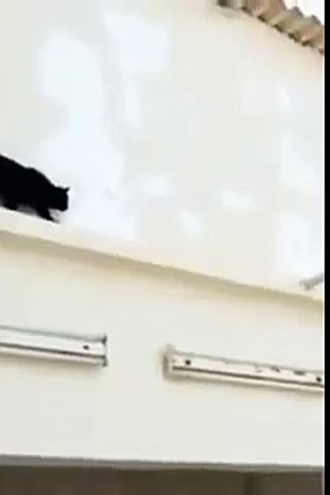 Kediyi Trolleyen Kuş