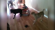 Ces 2 chiens tirent un bébé dans son fauteuil à roulette et il kiff ça