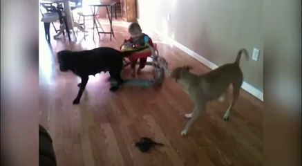 Ces 2 chiens tirent un bébé dans son fauteuil à roulette et il kiff ça