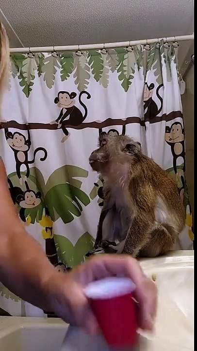 Petit brossage de dent pour ce singe qui aime ça