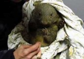 Injured Baby Wombat Abby Arrives at Sanctuary