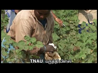19  TNAU Cotton Plus crop booster 1 17