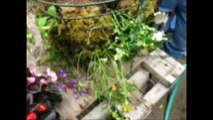 Country Garden Kamloops -  Moss Hanging Basket