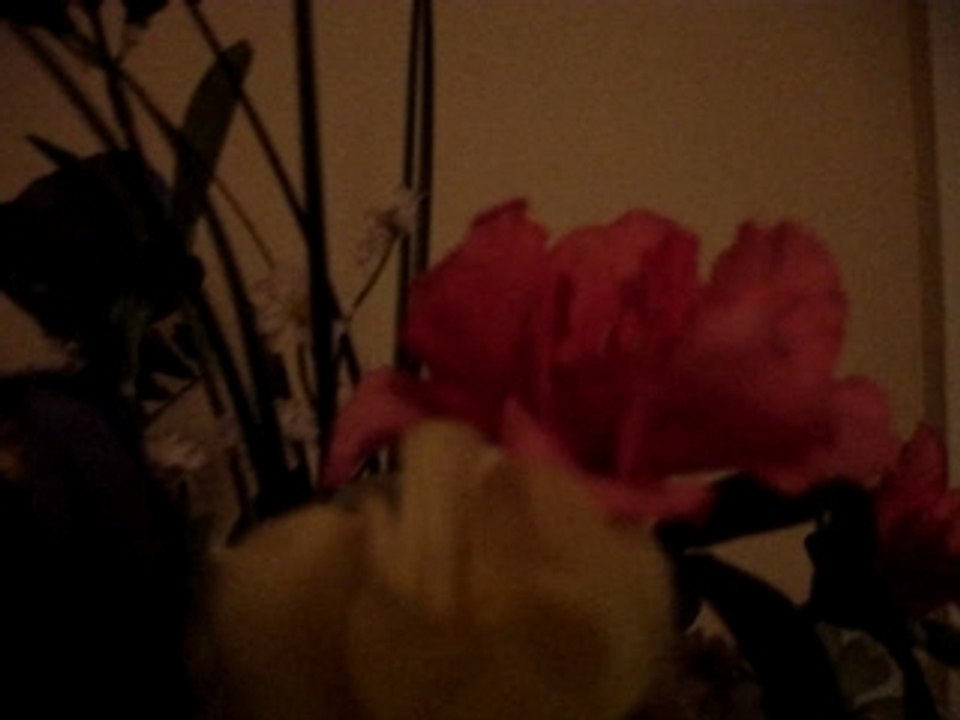 MOV00420