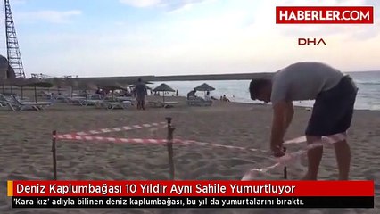 Deniz Kaplumbağası 10 Yıldır Aynı Sahile Yumurtluyor