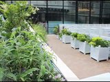 Museum Of London - Green Roof Garden Refurbishment by Bauder