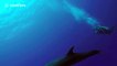 Diving with playful dolphins in French Polynesia