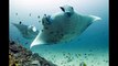 Best Trips For Scuba Diving in Andaman Island Tour Packages