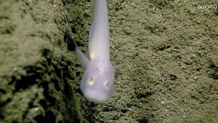 Rare 'Ghost' Fish Spotted Alive for the First Time