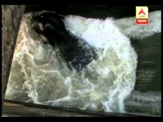 Elephants swept away on water of DVC canal at Sonamukhi of Bankura