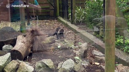 Monkey uses all of its energy to open coconut