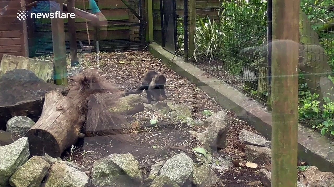 Monkey uses all of its energy to open coconut
