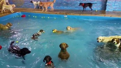 Cette chienne adore être dans la piscine, mais elle ne sait pas nager. Elle fait donc... ÇA!