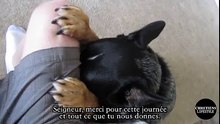 Cet homme américain a éduqué son chien à prier avant chaque repas…il va vous faire craquer !