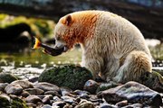 สารคดี ท่องโลกกว้าง 24 พฤษภาคม 2559 HD การออกค้นหาหมีลึกลับ