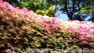 2014年5月17日　生駒つつじ～霊山寺バラ