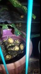 Une poule mène un combat épique contre un serpent affamé pour protéger ses oeufs