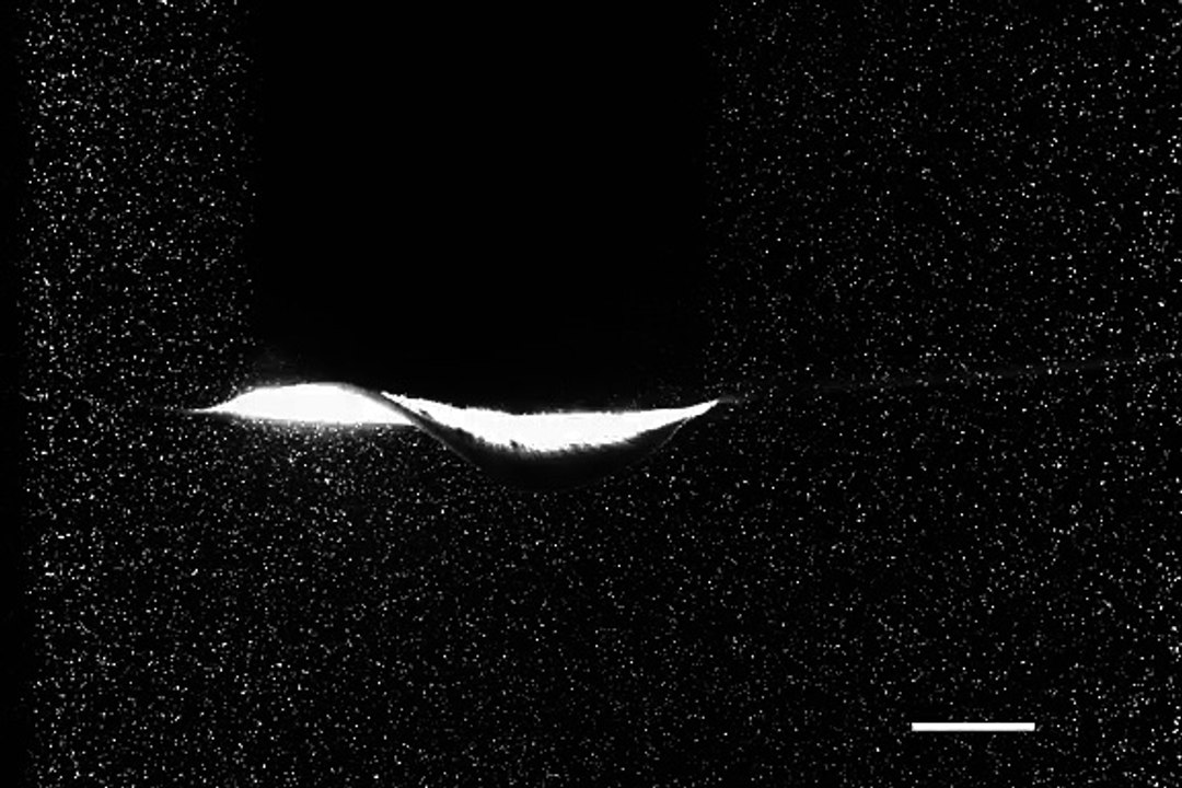 Visualization of batoid movement