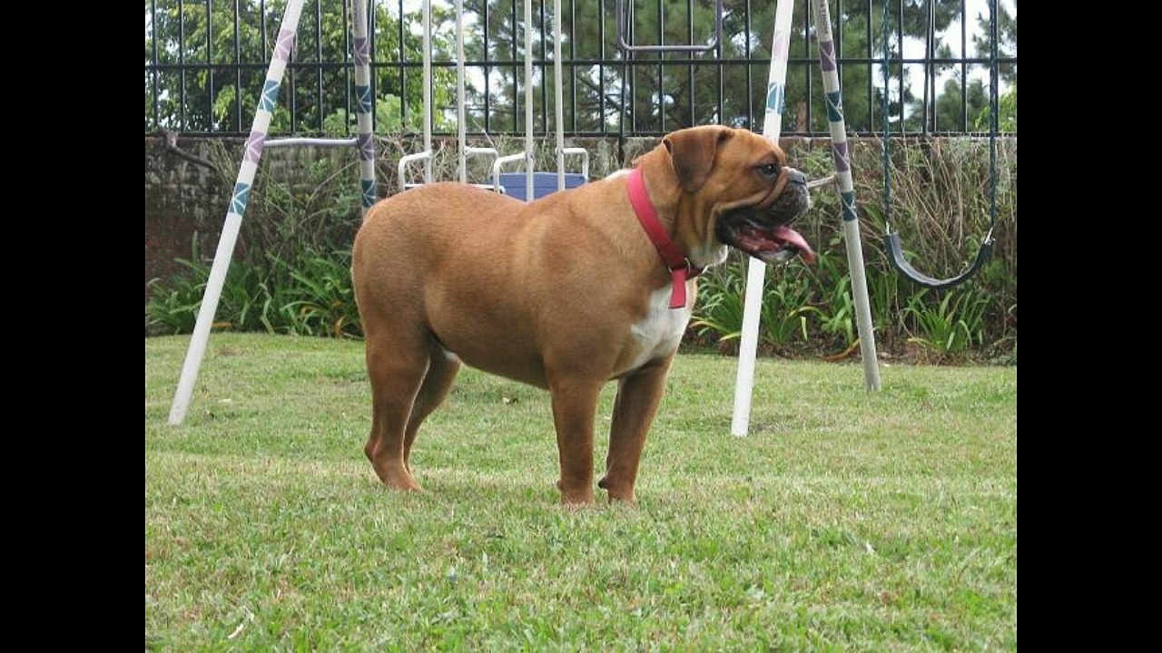 Valley Bulldog