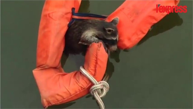 Un raton laveur sauvé de la noyade grâce à un gilet de sauvetage