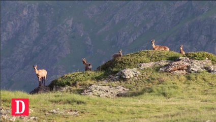 Le comptage des Isards dans les Hautes-Pyrénées