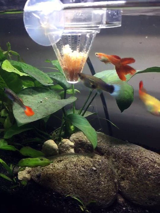 guppy