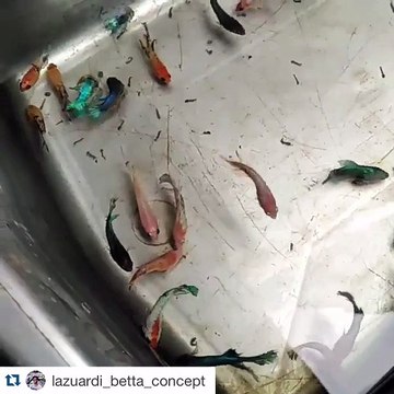 larves de moustiques vs poissons