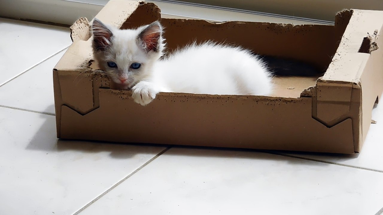 Je fais un carton et carton, je vous aime