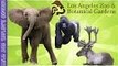Gorilla, Hippos, Elephants and Reindeers at LA Zoo | Liam and Taylor's Corner