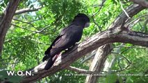 NatureShare #25 Red Tailed Black Cockatoo