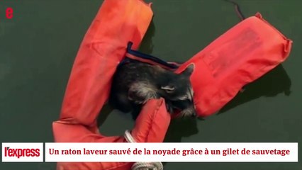 Un raton laveur sauvé de la noyade grâce à un gilet de sauvetage.Super