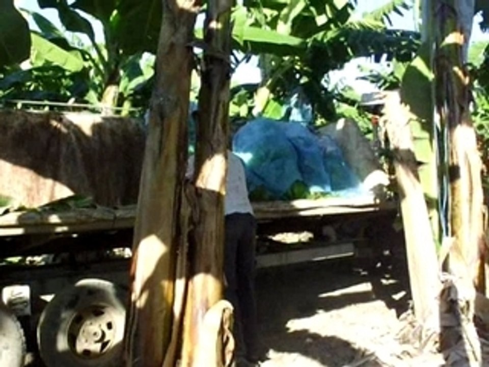 Recolte de Bananes