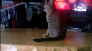 Kitten chasing its tail