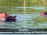 Des hippopotames, insolite héritage de Pablo Escobar en Colombie