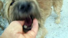 Onesti dogs