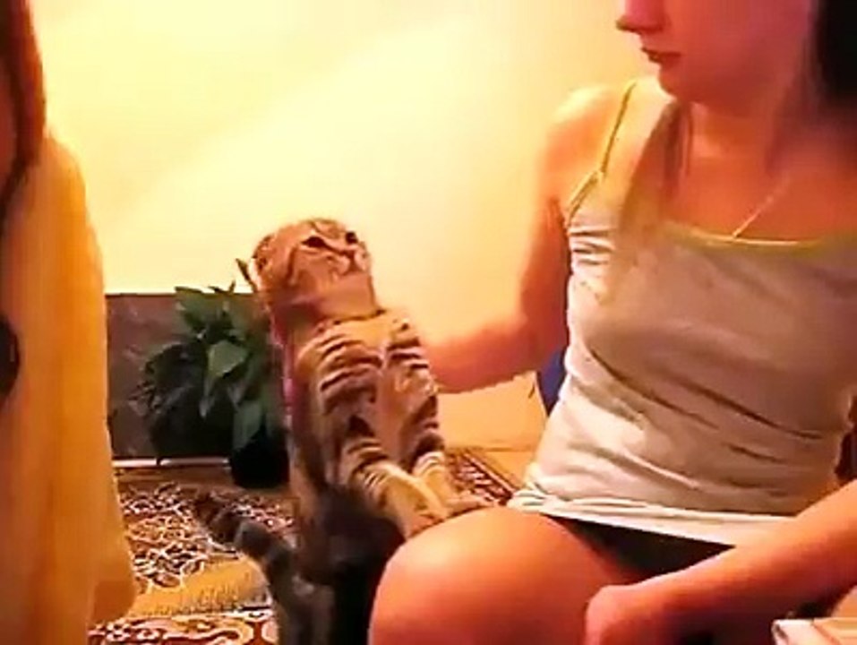 İlgi Çekmeye Çalışan Kedi