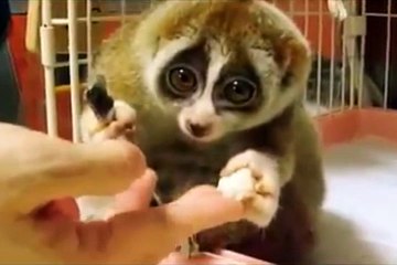 Shy Animal Eating (lemur)